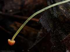 Mycena acicula