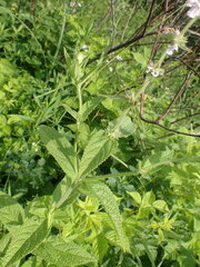 Stachys pilosa