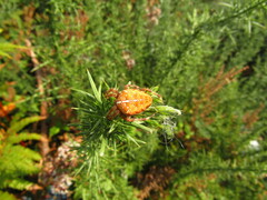 Araneus diadematus