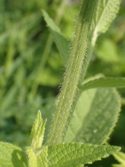 Stachys pilosa