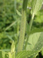 Stachys pilosa