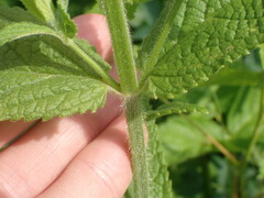 Stachys pilosa