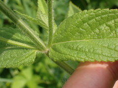 Stachys pilosa