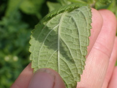 Stachys pilosa