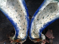 Lactarius indigo