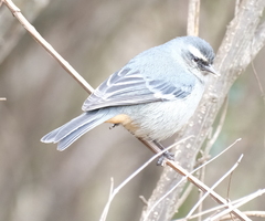 Conirostrum cinereum