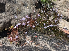 Utricularia grampiana
