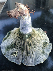 Lactarius indigo