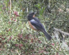 Diglossa brunneiventris