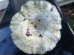 Lactarius indigo