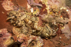 Scorpaenidae