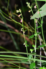 Gonocarpus teucrioides