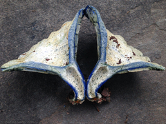 Lactarius indigo