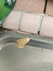 Scirpophaga