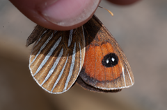 Argyrophenga antipodum