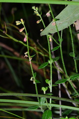 Gonocarpus teucrioides