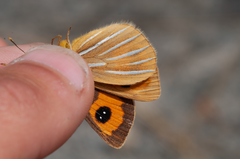 Argyrophenga janitae