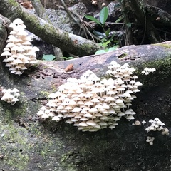 Favolaschia manipularis