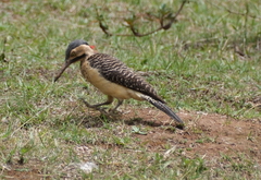 Colaptes rupicola