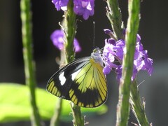 Leptophobia caesia tenuicornis