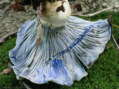Lactarius indigo