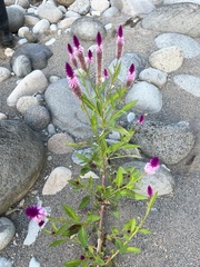 Celosia spicata