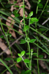Gonocarpus teucrioides