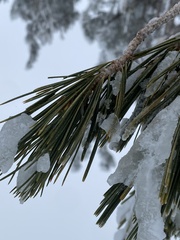 Pinus monticola
