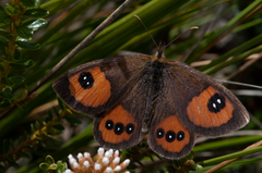 Argyrophenga antipodum