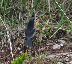 Diglossa brunneiventris