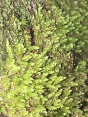 Claopodium rostratum