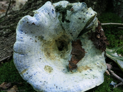 Lactarius indigo