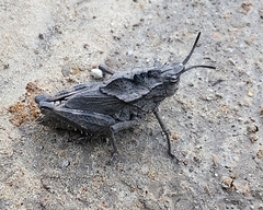 Dracotettix monstrosus