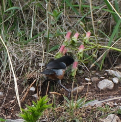 Diglossa brunneiventris