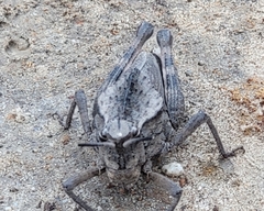 Dracotettix monstrosus