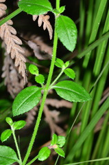 Gonocarpus teucrioides