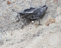 Dracotettix monstrosus