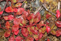 Persicaria capitata