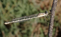 Austrolestes aridus