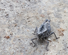 Dracotettix monstrosus