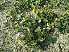 Ipomoea × leucantha