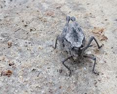 Dracotettix monstrosus