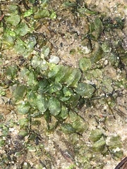 Plagiomnium rostratum