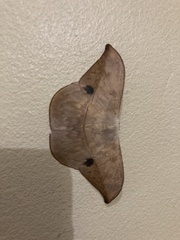 Oxytenis modestia