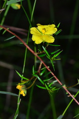 Hibbertia acicularis