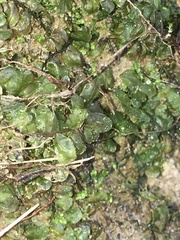 Plagiomnium rostratum