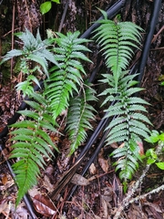 Polystichum wawranum