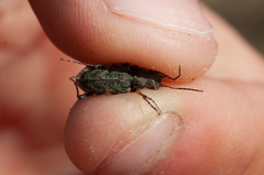 Neocicindela garnerae