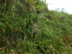 Araneus diadematus