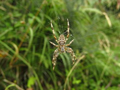 Araneus diadematus